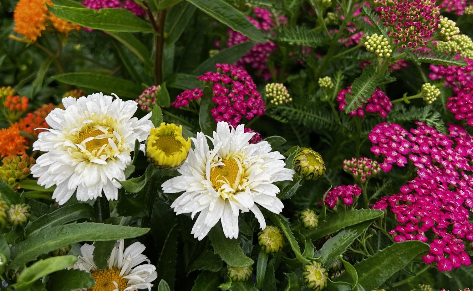 Colorful Flowers